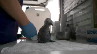 King Penguin chick at Birdland Park and Gardens [upl. by Luapleahcim679]