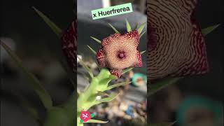 x Huerfrerea cultivada desde semilla suculentas flores plants shorts [upl. by Aid]