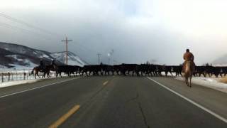 Cattle Drive Crested Butte [upl. by Keelia]