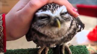 Cutest owl ever northern saw whet owl [upl. by Asreht]