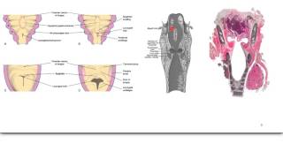 Embriologia Respiratoria [upl. by Ocramed68]