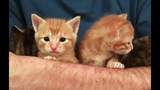 Our Foster Kittens Get Named [upl. by Natty28]