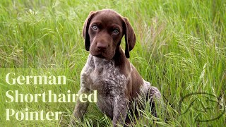 Top Things You Should Know About GSPs  German Shorthaired Pointers [upl. by Cecelia939]