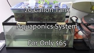 65 20 Gallon Aquaponics System With Bell Siphon [upl. by Marin779]