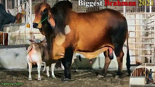 Pagla Brahman Goru 2021  Biggest Imported Brahman Collection 2021 Sadeeq Agro Pagla Goru Ailo 2021 [upl. by Initof]