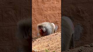 Hamadryas Baboon 🐒 youtubeshorts shortvideo animals travel shortsfeed [upl. by Rizzi]