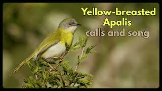 YELLOWBREASTED APALIS contact calls and song [upl. by Oivlis]