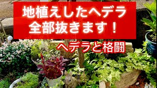 地植えしたヘデラ全部抜きます！ヘデラと格闘 [upl. by Ominorej]