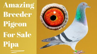 Top Quality Breeder Racing Pigeon For Sale In Pipa Pigeons Auction [upl. by Yelah634]