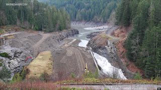 Promising Signs of Recovery on Undammed Elwha River [upl. by Ramas]