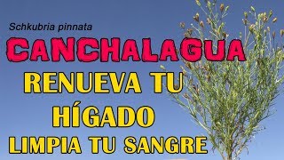 Canchalagua para limpia la sangre renovar el hígado lucha contra el acné y fortalecer el cabello [upl. by Seiber]