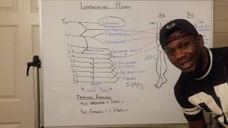 Lumbosacral plexus made easy [upl. by Enorahs]