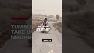 Tumbleweeds take over Utah neighborhood [upl. by Fachini]