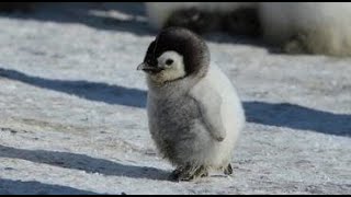 Cute and Funny Moments with Penguin Compilation  10 Interesting Facts about Penguin [upl. by Madea276]