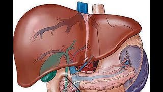 A máj epe és hasnyálmirigy biológiai programjai [upl. by Ayotas]