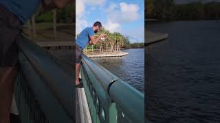 Jensen Beach Bridge Black Drum bridgefishing fish fishing [upl. by Gnouv]