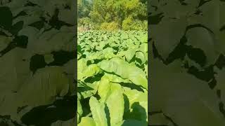 Tanim Na Tabako song tobacco shorts shortvideo farmer farming fyp fypシ゚viral trending [upl. by Amalie]