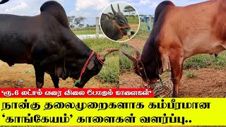 நான்கு தலைமுறைகளாக கம்பீரமான காங்கேயம் காளைகள் வளர்ப்பு  Kangeyam Bull [upl. by Kcid336]