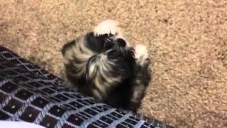 2 month Lhasa apso barking [upl. by Neved631]