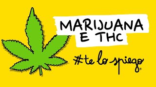 COME FUNZIONANO MARIJUANA CANNABIS E THC  TELOSPIEGO [upl. by Nauquf]