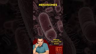 What are MESOSOMES   CELL CYCLE amp CELL DIVISION  class 11th NEET BIOLOGY neet science biology [upl. by Yalcrab]