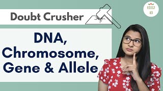 Difference between DNA Chromosome Gene amp Allele HINDI [upl. by Scuram]