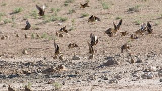 sandgrouse hunting in dasht balochistan pakistan wadoodulhassan imhunter3841 OngaroOutdoors [upl. by Erdnoid]