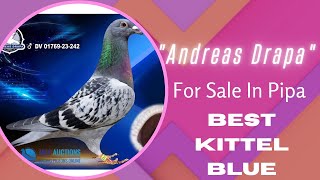 Best Kittel Blue Racing Pigeon From Andreas Drapas Bloodline For Sale In M And C Pigeons Auction [upl. by Ellehcir]