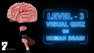 Visual Quiz on Human Brain Level  3 [upl. by Kristi595]