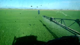 Rice spraying [upl. by Redwine]