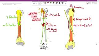 lhumérus anatomie 1ère année médecine cours 5 سنة اولى طب [upl. by Belsky]