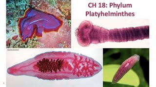 BL 252 Video 7 CH 18 Phylum Platyhelminthes [upl. by Jesse]