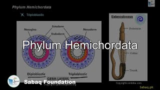 Phylum Hemichordata Biology Lecture  Sabaqpk [upl. by Corrianne]