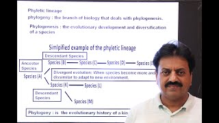 First Year Biology  Chapter 1  Part 6  Phyletic Lineage [upl. by Enairda]