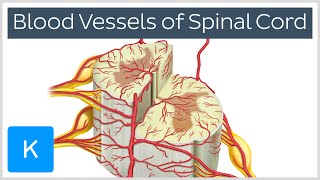 Blood Vessels of the Spinal Cord preview  Human Anatomy  Kenhub [upl. by Marjy]