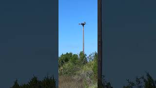 Sea Pines nesting bald eagles [upl. by Akeenat]