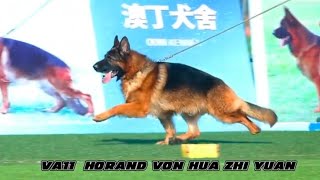 VA11 Horand von Hua Zhi yuan germanshepherd doglover foryou [upl. by Bunde798]