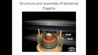 Flagella structure and assembly [upl. by Corny]