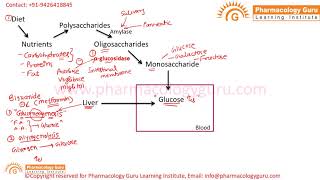 Drugs used in type 2 diabetes mellitus [upl. by Felicity]