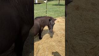 A Diet For Miniature Horse Suzie Lol Shorts funny shorts funny horse shorts miniature horses [upl. by Elboa10]