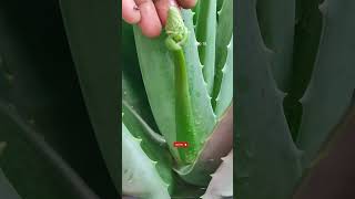 Aloe Vera Plant Care🌿Aloe Vera Flower🔥एलोवेरा✨एलोवेरा का पौधा कैसे लगाएं ashasgardenstoryshorts [upl. by Maren]