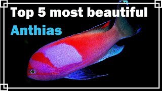 Top 5 most beautiful Anthias [upl. by Gennie214]