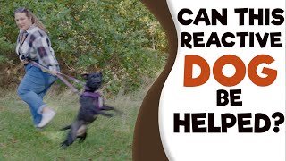 How to STOP Dog Aggression to DogsPeople [upl. by Aihsyak]