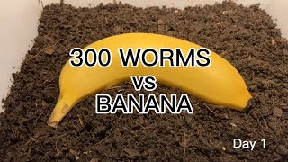 【SDGs】300 Worms vs Banana ＃vermicompost ＃earthworm [upl. by Annelise]