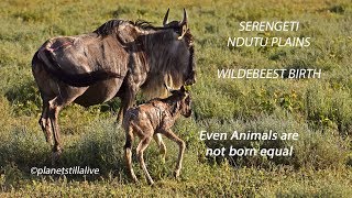 Wildebeest birth amp the difficulty to survive [upl. by Rekcut]