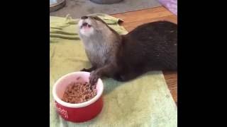 AN OTTER HAVING A SNACK [upl. by Lenra]