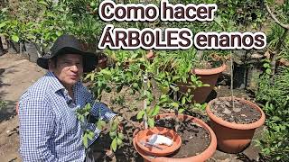 Como hacer árboles enanos en maceta [upl. by Isoj]