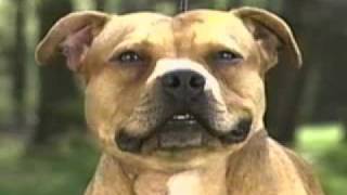 Staffordshire Bull Terrier part2 [upl. by Hanavas]