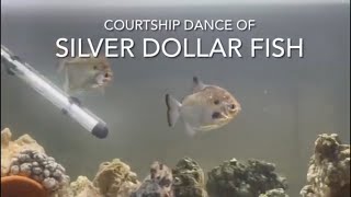 Silver Dollar Fish Mating Dance [upl. by Fairfield380]