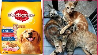 can cats eat pedigree dog food  pedigree eat cats  cat take pedigree eat  kittens eat pedigree [upl. by Gilcrest989]